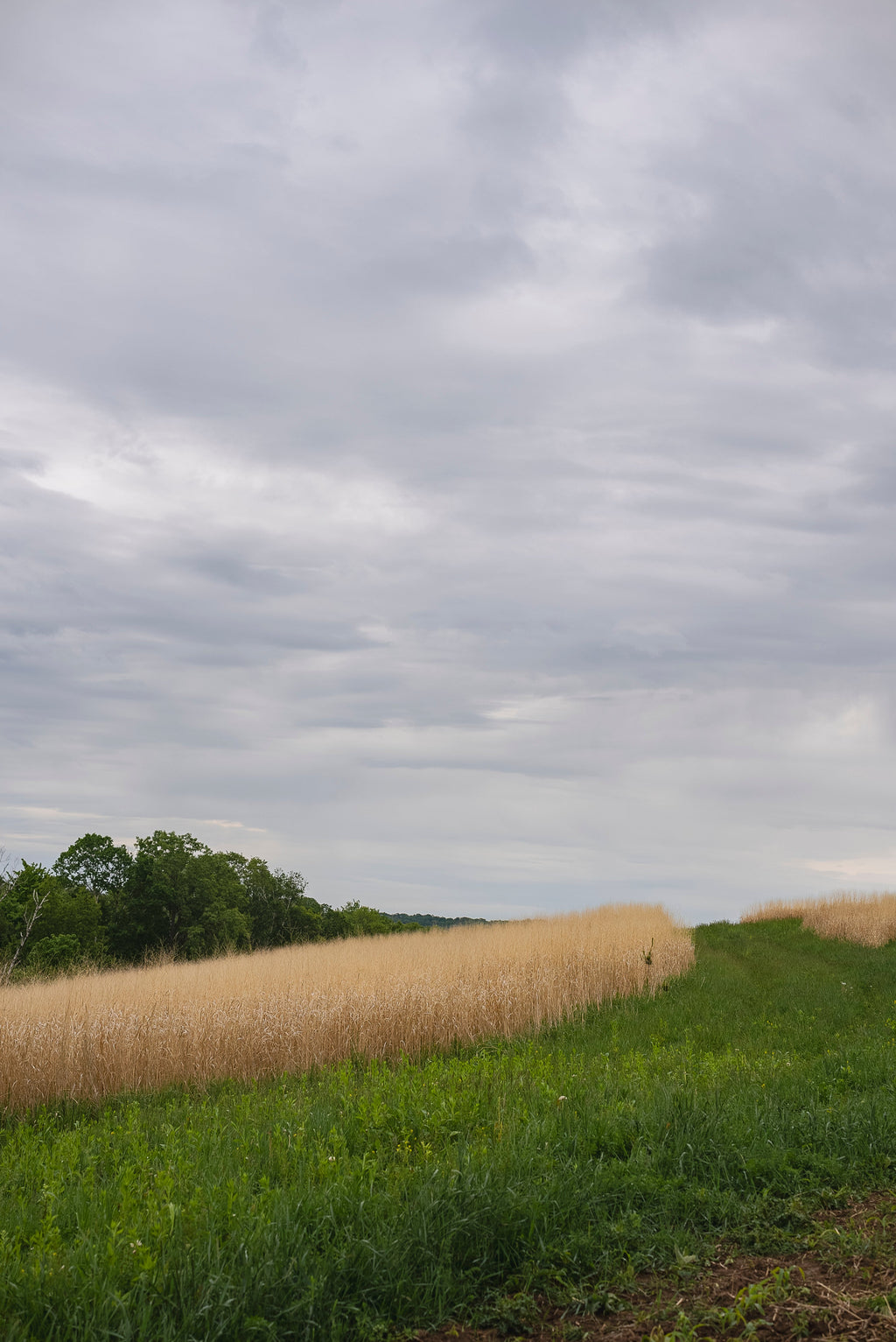 RC Big Rock Switchgrass