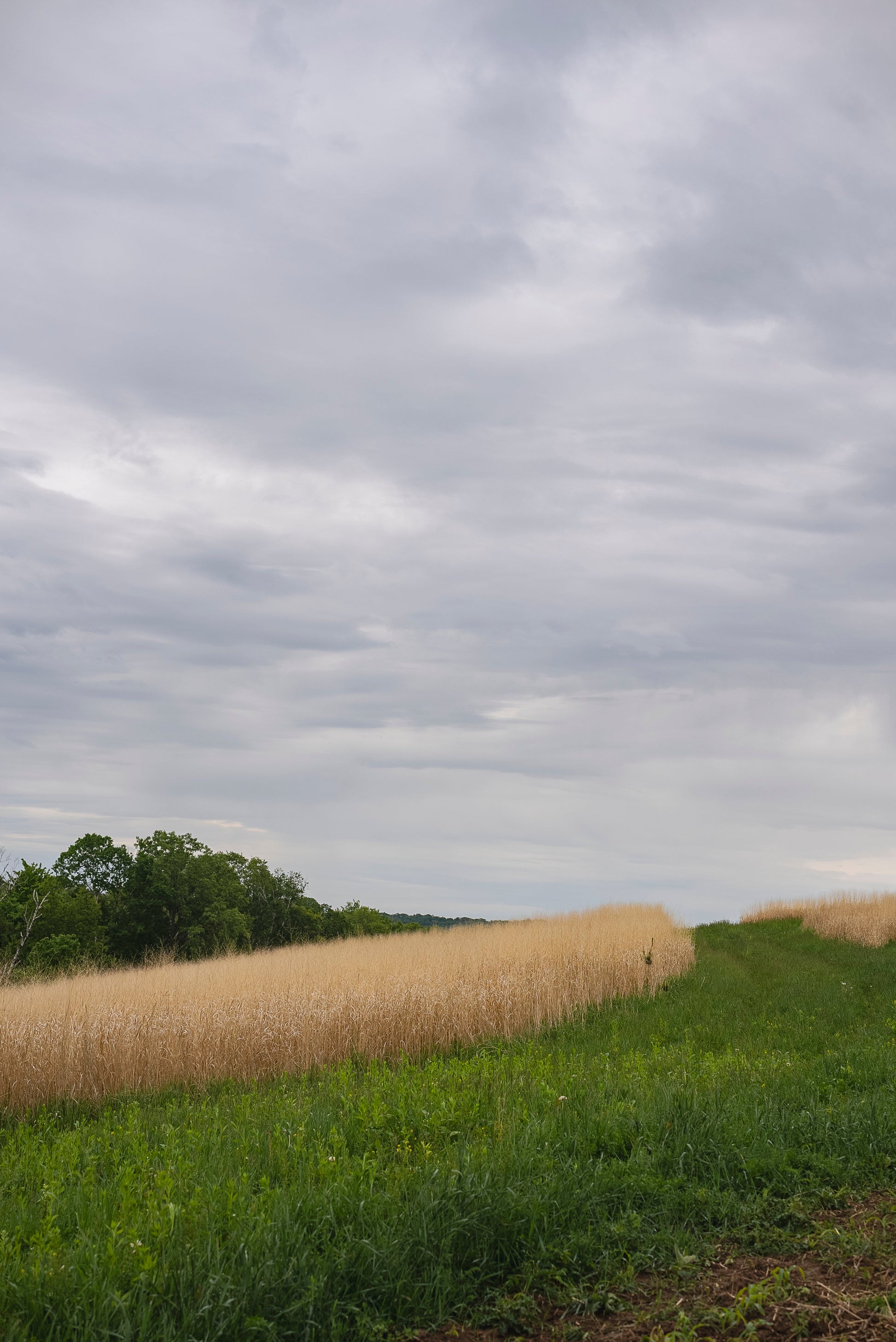 RC Big Rock Switchgrass