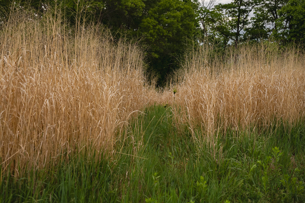 RC Big Rock Switchgrass