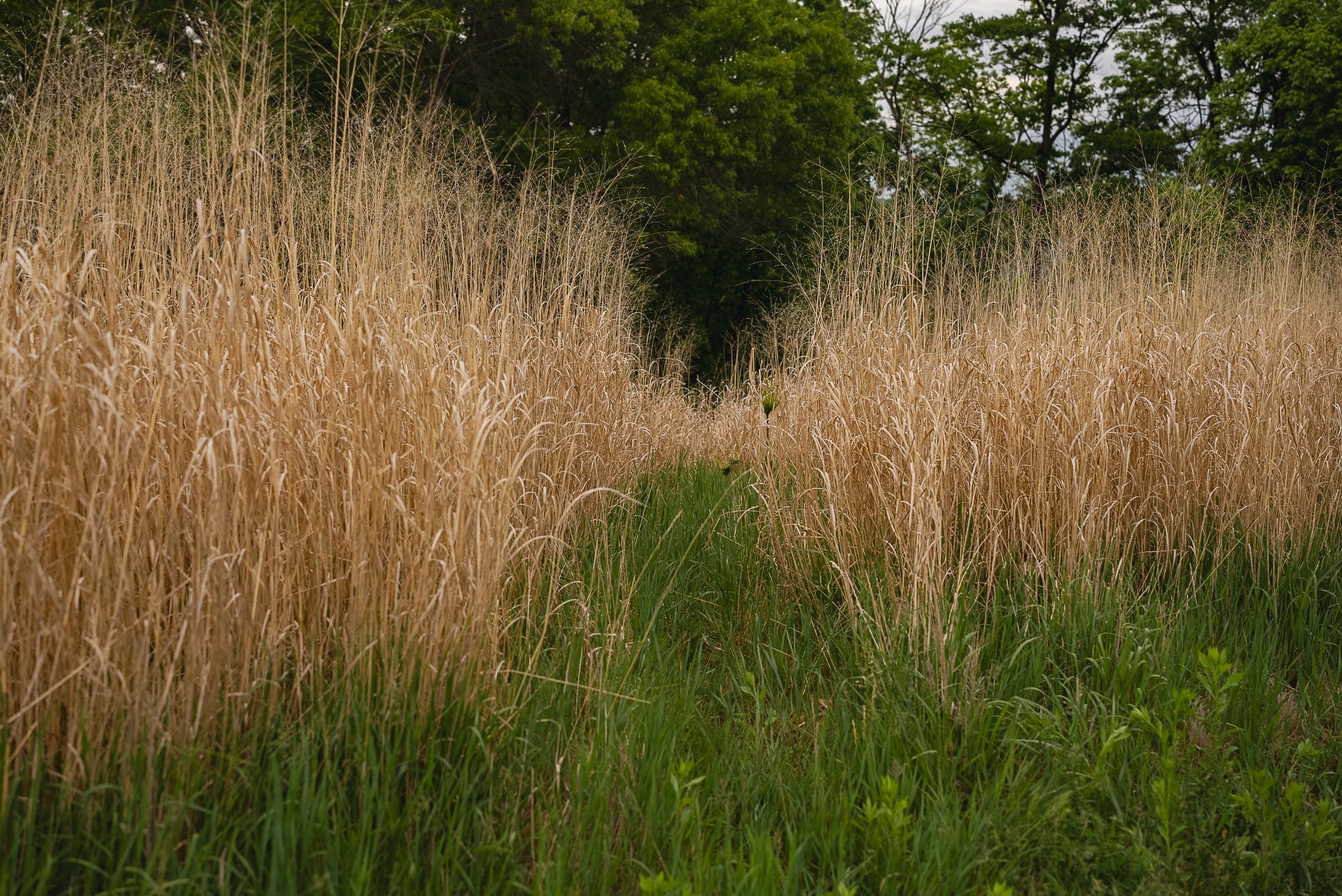 RC Big Rock Switchgrass