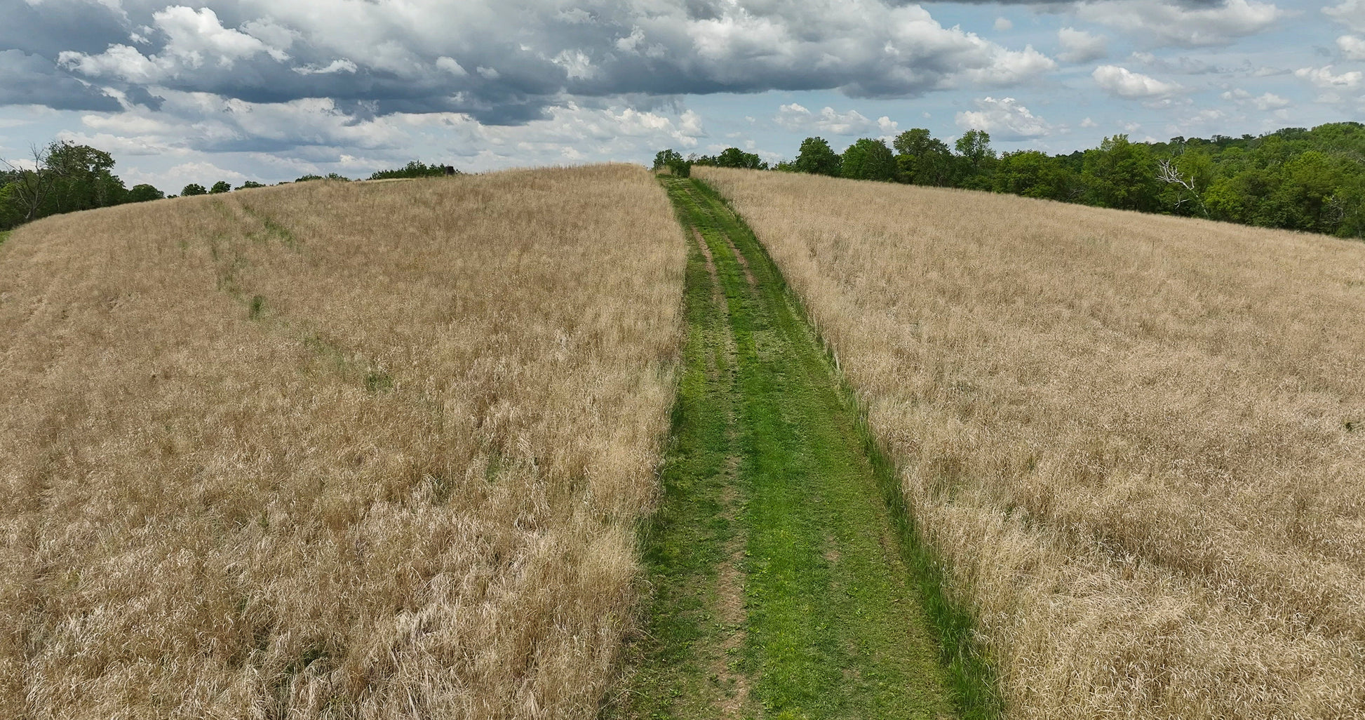 RC Big Rock Switchgrass