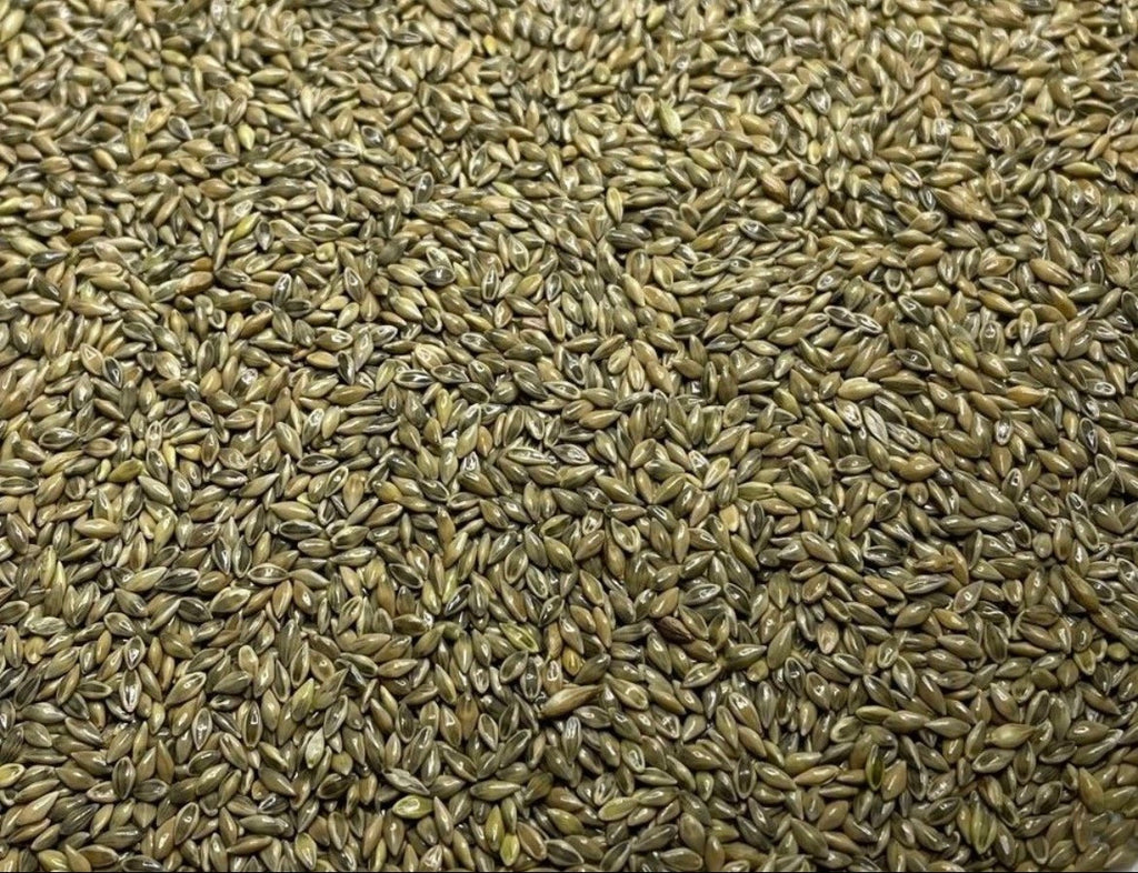 RC Big Rock Switchgrass