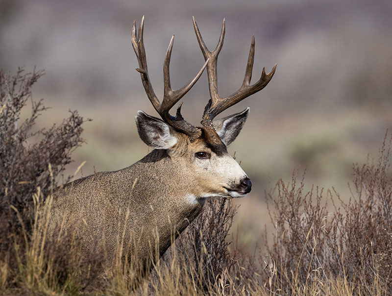 Crafting Memories: A Guide to Unforgettable Mule Deer Hunting Adventures