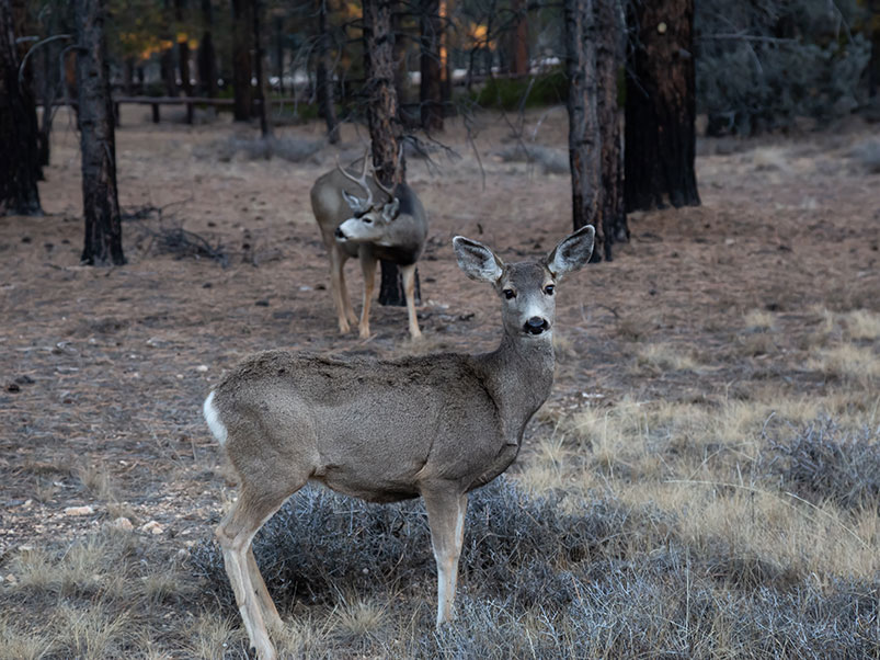 Unveiling the Mysteries of Mule Deer Hunting: Strategies for Success in Diverse Terrains